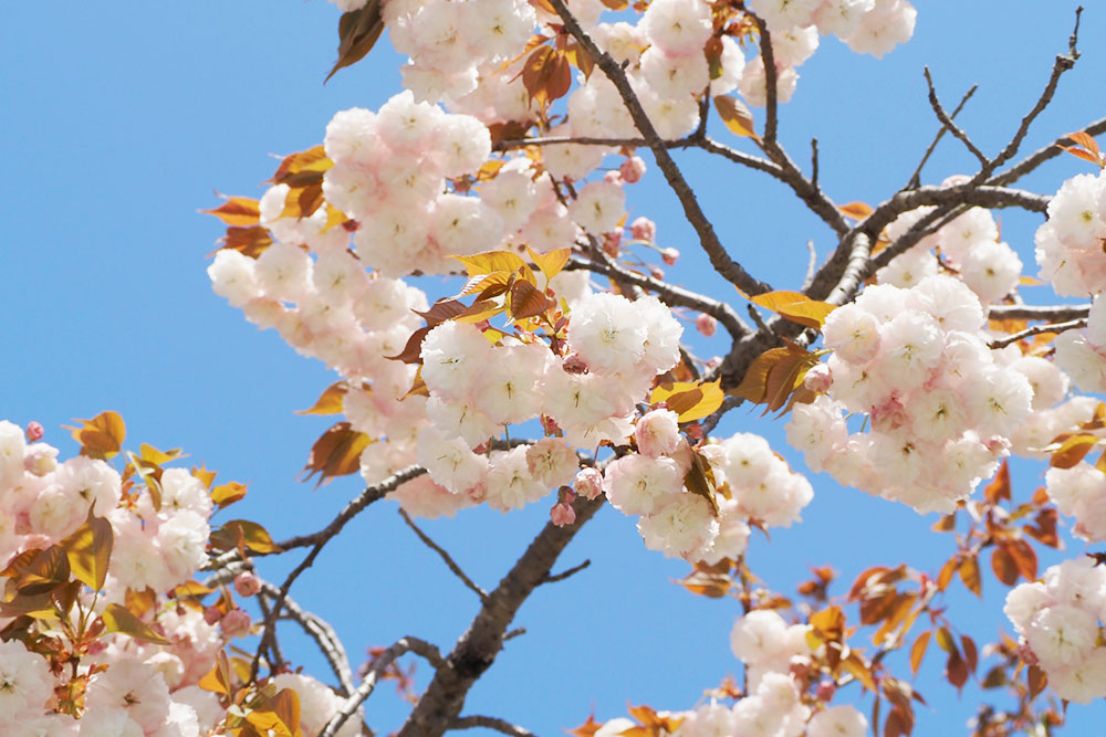 清川村 八重桜